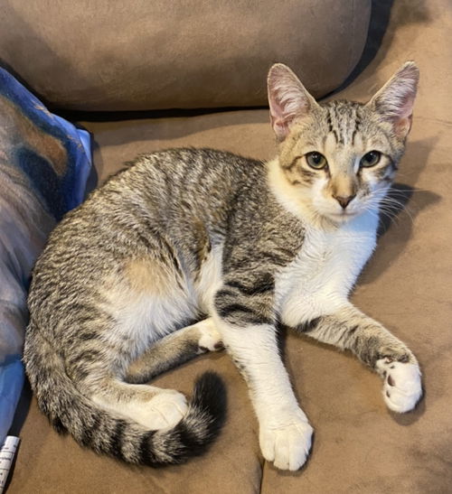 Charley - Visit him at Lynchburg Petsmart
