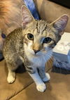 Charley - Visit him at Lynchburg Petsmart