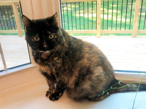 Miss Kitty-Not at the Shelter