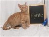 Pyrite - At the Shelter