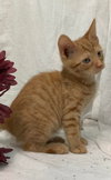 Mica - At the Shelter
