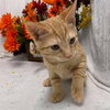 Mica - At the Shelter