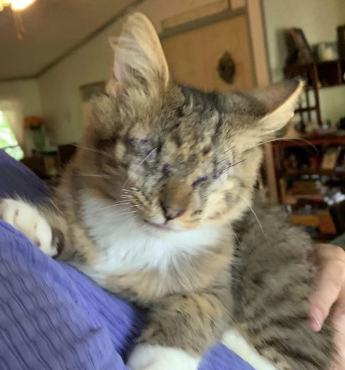 Louis-Not at the Shelter