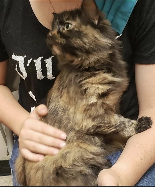 Diosa-Visit her at Lynchburg Petsmart