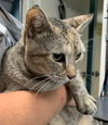 Seraphina - Not at the Shelter