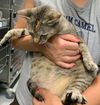Seraphina - Not at the Shelter