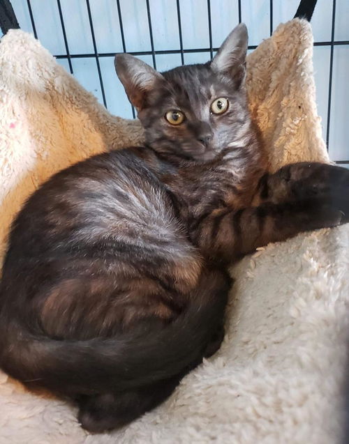 Elwood - Petsmart