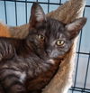 Elwood - Petsmart