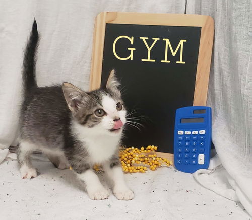 Gym - At the Shelter