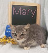 Mary - At the Shelter