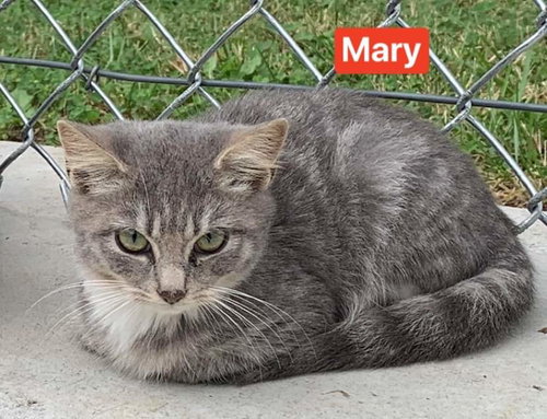 Mary - At the Shelter