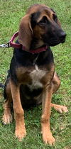 Nova - Not at the Shelter
