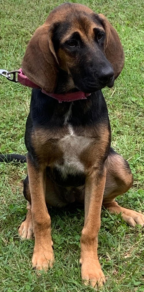 Nova - Not at the Shelter
