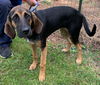 Nova - Not at the Shelter