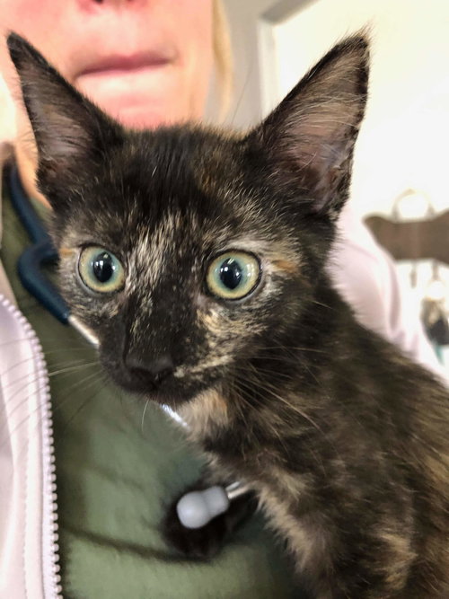 Tweedy - Not at the Shelter