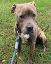 Mimi - At the Shelter