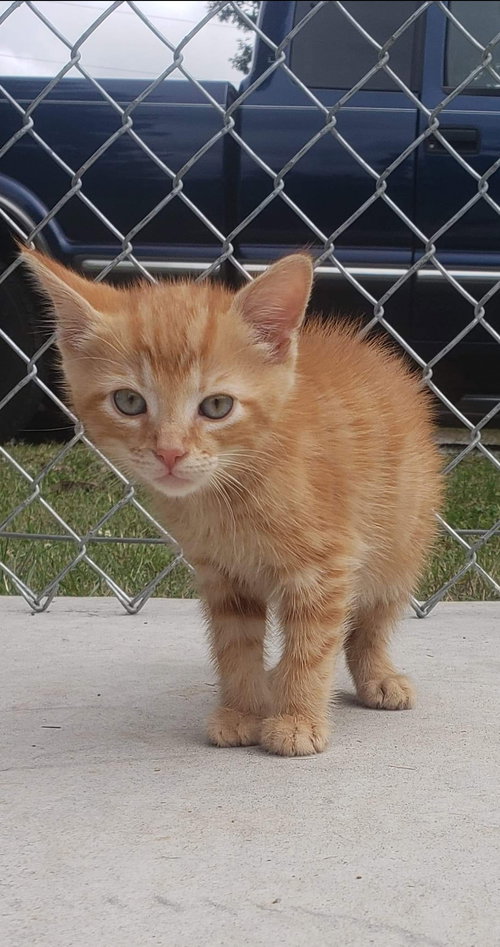 Marvin - At the Shelter