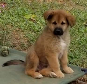 Lycan - Not at the Shelter