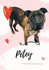 Petey - Not at the shelter