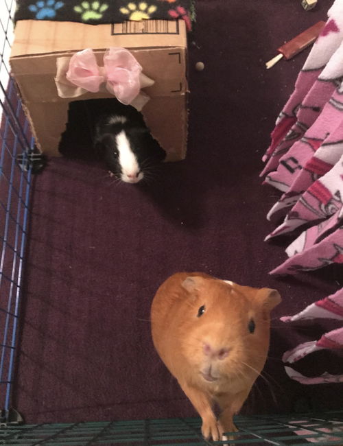 Olivia/Charlotte (guinea pigs)-Not at the Shelter