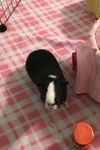 Olivia/Charlotte (guinea pigs)-Not at the Shelter