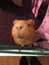 Olivia/Charlotte (guinea pigs)-Not at the Shelter