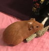 Olivia/Charlotte (guinea pigs)-Not at the Shelter