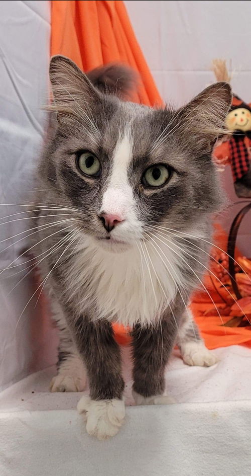 TomTom: Not at the shelter
