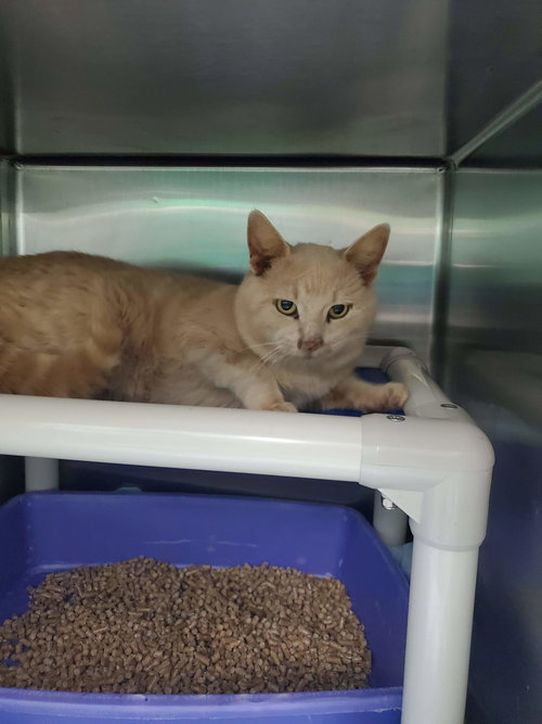 Butters - At the Shelter