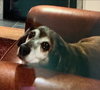 Molly - Not at the Shelter