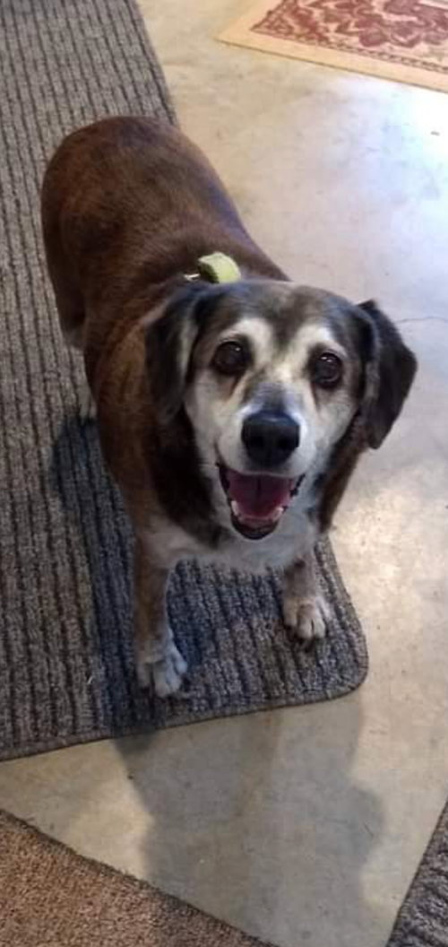 Molly - Not at the Shelter