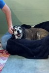 Molly - Not at the Shelter