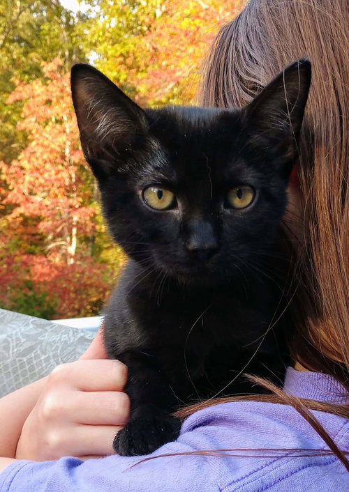 Midnight-Petsmart