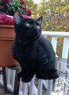Midnight-Petsmart
