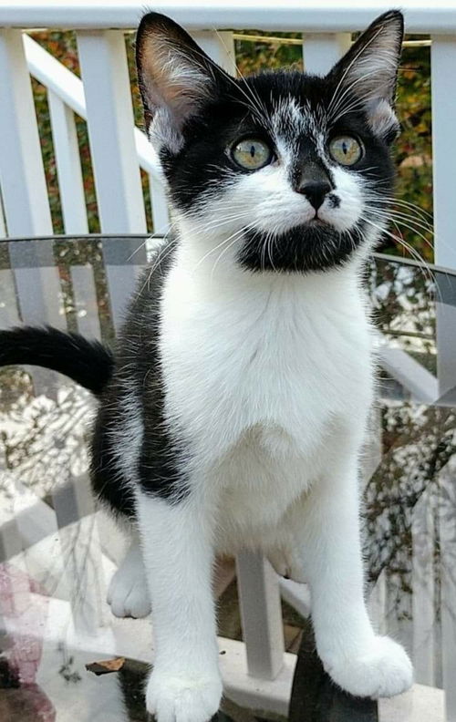 Marilyn - Not at the Shelter