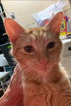 Hazel - Visit at Petsmart