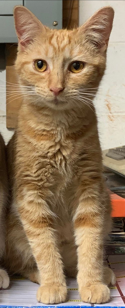 Hazel - Visit at Petsmart