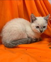 Meilin - At the Shelter