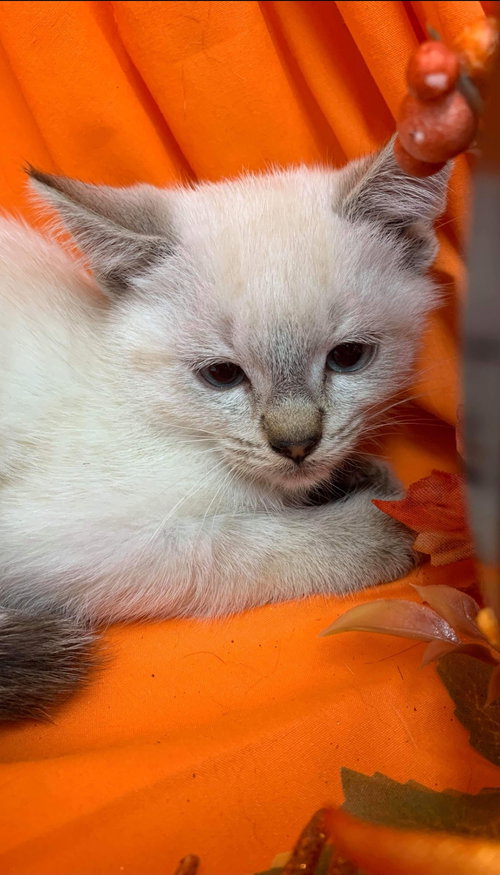 Meilin - At the Shelter