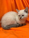 Meilin - At the Shelter