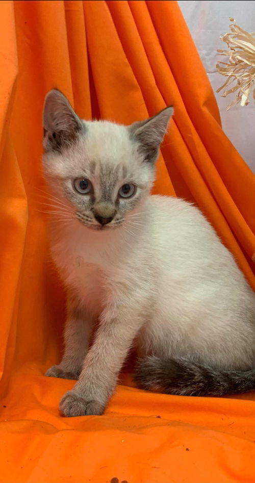 Luli - Not At the Shelter