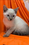 Luli - Not At the Shelter
