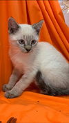Luli - Not At the Shelter