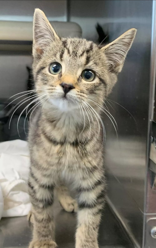 Mila - Not At the Shelter