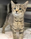 Mila - Not At the Shelter
