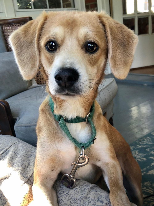 Brownie: Not at the shelter