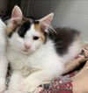 Etta - At the Shelter