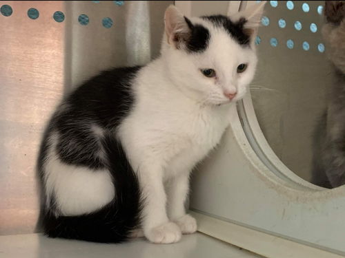 Whitney - At the Shelter