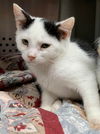 Whitney - At the Shelter