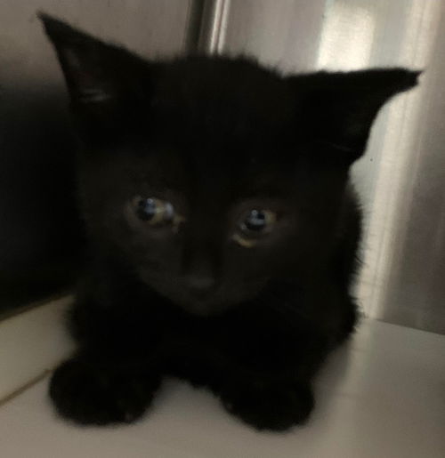 Binx - At the Shelter